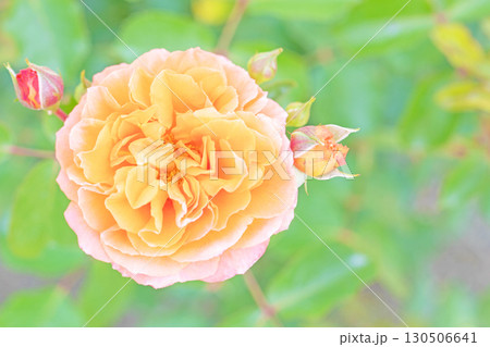 家の周りの草花 四季の色々 初夏のバラ園の花壇を清楚で美しい花が彩りを添えています 家の周りの草花 四季の色々 初夏のバラ園の花壇を清楚で美しい花が彩りを添えています 130506641