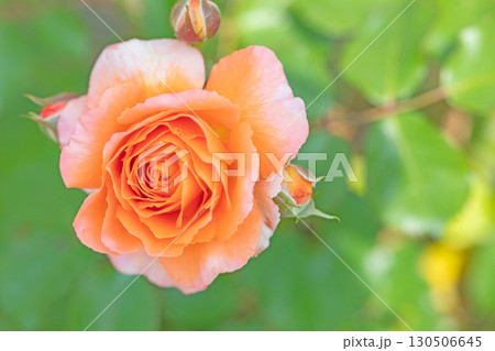 家の周りの草花 四季の色々 初夏のバラ園の花壇を清楚で美しい花が彩りを添えています 家の周りの草花 四季の色々 初夏のバラ園の花壇を清楚で美しい花が彩りを添えています 130506645