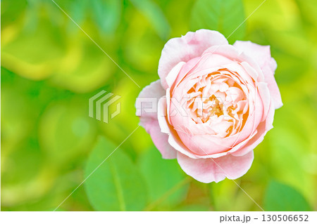 家の周りの草花 四季の色々 初夏のバラ園の花壇を清楚で美しい花が彩りを添えています 家の周りの草花 四季の色々 初夏のバラ園の花壇を清楚で美しい花が彩りを添えています 130506652