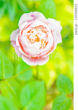 家の周りの草花　四季の色々　初夏のバラ園の花壇を清楚で美しい花が彩りを添えています　　 130506653