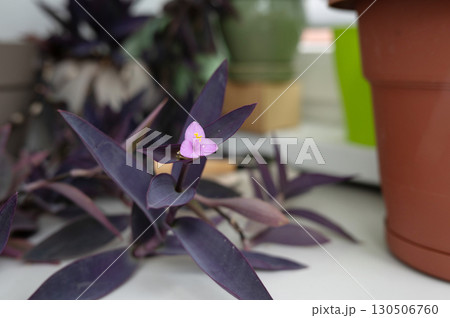 Purple tradescantia plant with delicate pink flower indoors 130506760