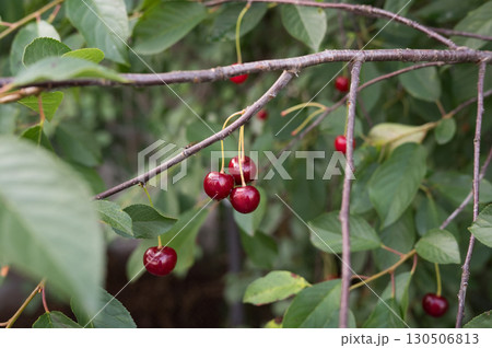 Vibrant ripe cherries on tree branch with green leaves in orchard Vibrant ripe cherries on tree branch with green leaves in orchard 130506813