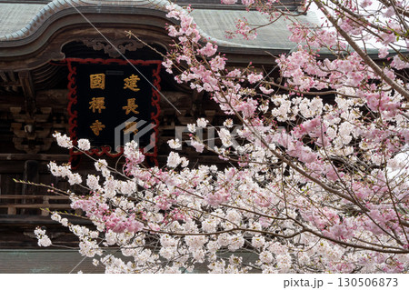 桜舞う建長寺 ― 鎌倉春爛漫 130506873
