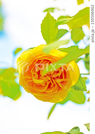 家の周りの草花　四季の色々　初夏のバラ園の花壇を清楚で美しい花が彩りを添えています　　 130506902