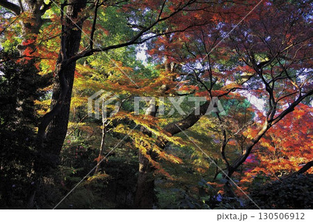 黄葉の美しい逆光映え撮影 晩秋の背景素材1 130506912