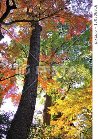 黄葉の美しい逆光映え撮影 晩秋の背景素材4 黄葉の美しい逆光映え撮影 晩秋の背景素材4 130506916