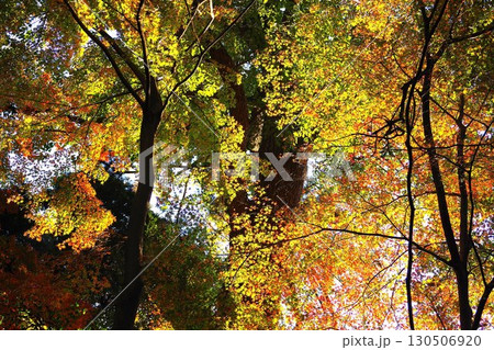 黄葉の美しい逆光映え撮影 晩秋の背景素材8 黄葉の美しい逆光映え撮影 晩秋の背景素材8 130506920