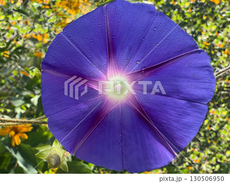 Ipomoea purple flower morning glory  130506950