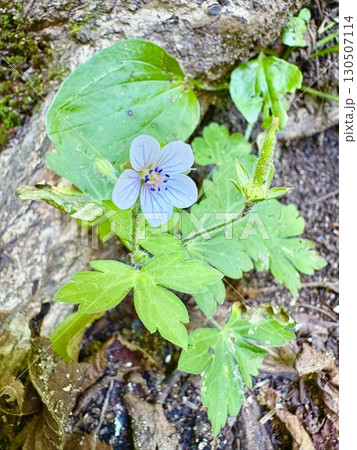 ゲンノショウコ_ 現の証拠_ゲンノショウコの白い花_日本の野草 ゲンノショウコ_ 現の証拠_ゲンノショウコの白い花_日本の野草 130507114