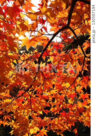 晩秋イロハモミジの紅葉背景素材1 130507194