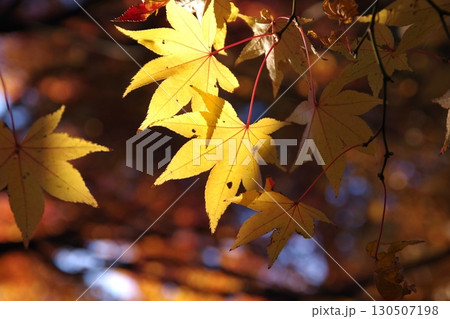 晩秋イロハモミジの紅葉背景素材5 130507198