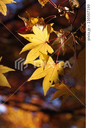 晩秋イロハモミジの紅葉背景素材6 晩秋イロハモミジの紅葉背景素材6 130507199