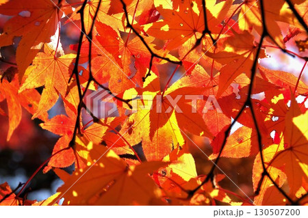 晩秋イロハモミジの紅葉背景素材7 晩秋イロハモミジの紅葉背景素材7 130507200