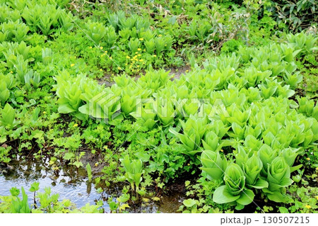 6月の栂池自然園 後編その1 春の栂池自然園 信州の自然 信州の景色 6月の栂池自然園 後編その1 春の栂池自然園 信州の自然 信州の景色 130507215