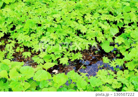 6月の栂池自然園 後編その1 春の栂池自然園 信州の自然 信州の景色 6月の栂池自然園 後編その1 春の栂池自然園 信州の自然 信州の景色 130507222