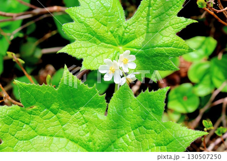 6月の栂池自然園　後編その1　　　　春の栂池自然園　　　信州の自然　　　信州の景色 130507250