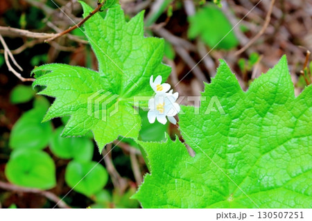 6月の栂池自然園　後編その1　　　　春の栂池自然園　　　信州の自然　　　信州の景色 130507251