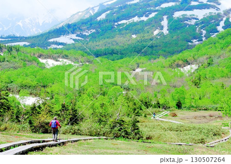 6月の栂池自然園　後編その1　　　　春の栂池自然園　　　信州の自然　　　信州の景色 130507264