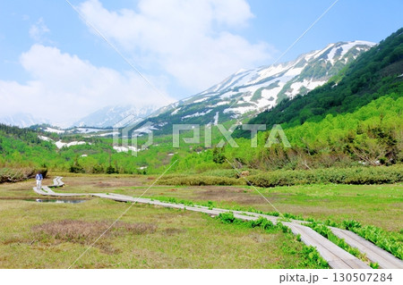 6月の栂池自然園　後編その1　　　　春の栂池自然園　　　信州の自然　　　信州の景色 130507284