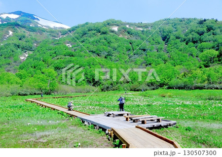 6月の栂池自然園 後編その1 春の栂池自然園 信州の自然 信州の景色 6月の栂池自然園 後編その1 春の栂池自然園 信州の自然 信州の景色 130507300