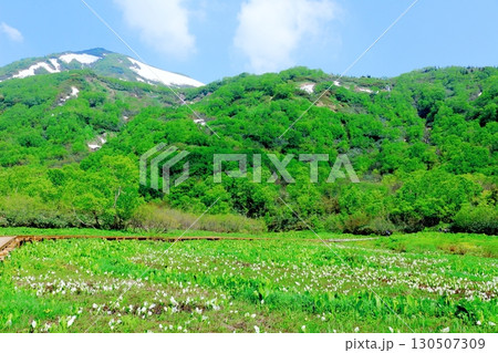 6月の栂池自然園　後編その1　　　　春の栂池自然園　　　信州の自然　　　信州の景色 130507309
