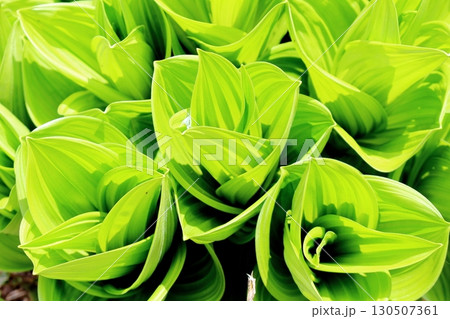 6月の栂池自然園 後編その1 春の栂池自然園 信州の自然 信州の景色 6月の栂池自然園 後編その1 春の栂池自然園 信州の自然 信州の景色 130507361