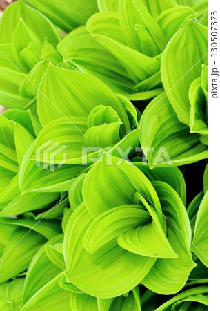 6月の栂池自然園　後編その1　　　　春の栂池自然園　　　信州の自然　　　信州の景色 130507373