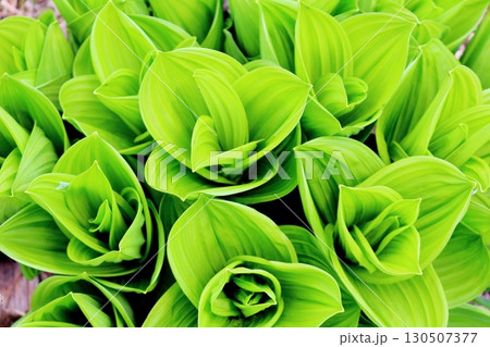 6月の栂池自然園 後編その1 春の栂池自然園 信州の自然 信州の景色 6月の栂池自然園 後編その1 春の栂池自然園 信州の自然 信州の景色 130507377