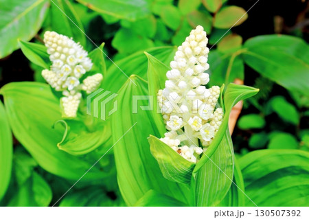 6月の栂池自然園 後編その1 春の栂池自然園 信州の自然 信州の景色 6月の栂池自然園 後編その1 春の栂池自然園 信州の自然 信州の景色 130507392