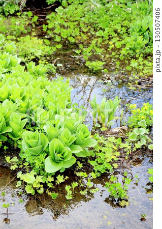 6月の栂池自然園 後編その1 春の栂池自然園 信州の自然 信州の景色 6月の栂池自然園 後編その1 春の栂池自然園 信州の自然 信州の景色 130507406