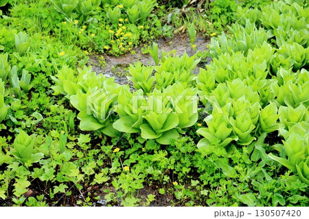 6月の栂池自然園 後編その1 春の栂池自然園 信州の自然 信州の景色 6月の栂池自然園 後編その1 春の栂池自然園 信州の自然 信州の景色 130507420