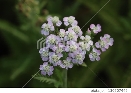 夏の庭に咲く薄桃色や白のノコギリソウの花 夏の庭に咲く薄桃色や白のノコギリソウの花 130507443