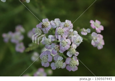 夏の庭に咲く薄桃色や白のノコギリソウの花 夏の庭に咲く薄桃色や白のノコギリソウの花 130507445