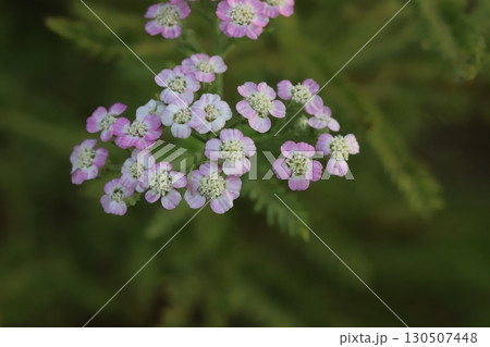 夏の庭に咲く薄桃色や白のノコギリソウの花 130507448