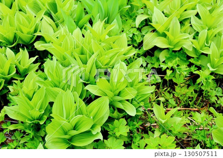 6月の栂池自然園　後編その1　　　　春の栂池自然園　　　信州の自然　　　信州の景色 130507511