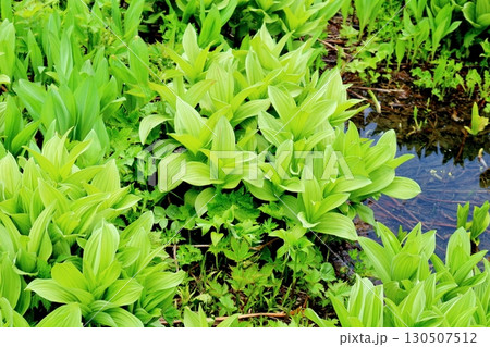 6月の栂池自然園　後編その1　　　　春の栂池自然園　　　信州の自然　　　信州の景色 130507512