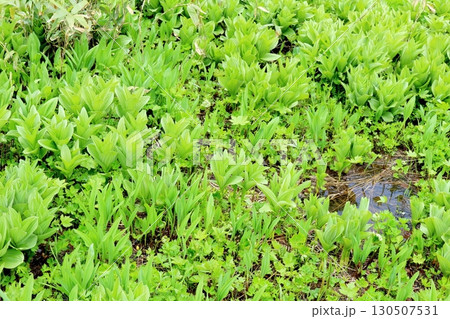 6月の栂池自然園 後編その1 春の栂池自然園 信州の自然 信州の景色 6月の栂池自然園 後編その1 春の栂池自然園 信州の自然 信州の景色 130507531