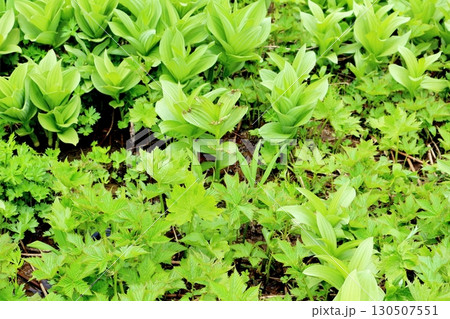 6月の栂池自然園 後編その1 春の栂池自然園 信州の自然 信州の景色 6月の栂池自然園 後編その1 春の栂池自然園 信州の自然 信州の景色 130507551