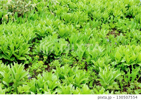 6月の栂池自然園 後編その1 春の栂池自然園 信州の自然 信州の景色 6月の栂池自然園 後編その1 春の栂池自然園 信州の自然 信州の景色 130507554