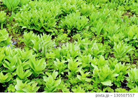 6月の栂池自然園　後編その1　　　　春の栂池自然園　　　信州の自然　　　信州の景色 130507557