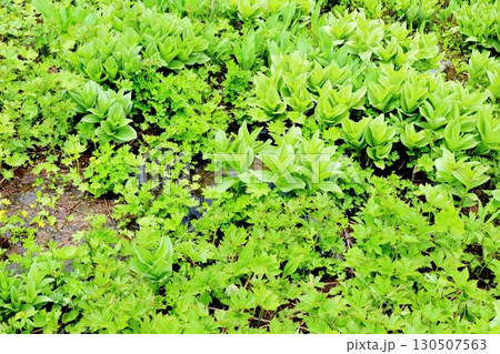 6月の栂池自然園 後編その1 春の栂池自然園 信州の自然 信州の景色 6月の栂池自然園 後編その1 春の栂池自然園 信州の自然 信州の景色 130507563