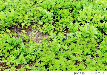 6月の栂池自然園　後編その1　　　　春の栂池自然園　　　信州の自然　　　信州の景色 130507564
