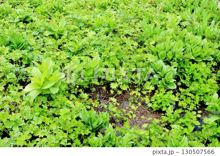 6月の栂池自然園　後編その1　　　　春の栂池自然園　　　信州の自然　　　信州の景色 130507566