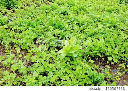6月の栂池自然園 後編その1    春の栂池自然園   信州の自然   信州の景色 6月の栂池自然園 後編その1    春の栂池自然園   信州の自然   信州の景色 130507568