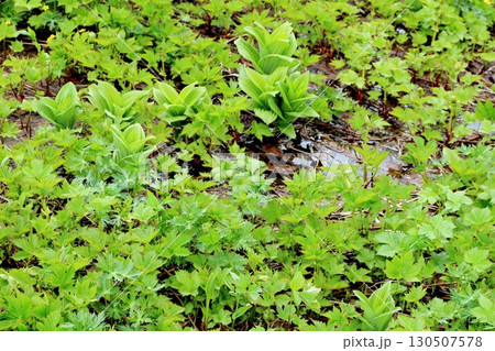 6月の栂池自然園　後編その1　　　　春の栂池自然園　　　信州の自然　　　信州の景色 130507578