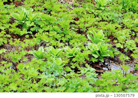 6月の栂池自然園 後編その1 春の栂池自然園 信州の自然 信州の景色 6月の栂池自然園 後編その1 春の栂池自然園 信州の自然 信州の景色 130507579