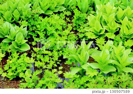 6月の栂池自然園 後編その1 春の栂池自然園 信州の自然 信州の景色 6月の栂池自然園 後編その1 春の栂池自然園 信州の自然 信州の景色 130507589