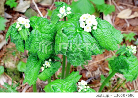 6月の栂池自然園　後編その1　　　　春の栂池自然園　　　信州の自然　　　信州の景色 130507696