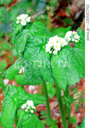 6月の栂池自然園 後編その1 春の栂池自然園 信州の自然 信州の景色 6月の栂池自然園 後編その1 春の栂池自然園 信州の自然 信州の景色 130507702