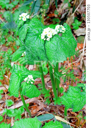 6月の栂池自然園　後編その1　　　　春の栂池自然園　　　信州の自然　　　信州の景色 130507703
